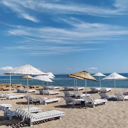 Orman Evi Sardunya Surfing