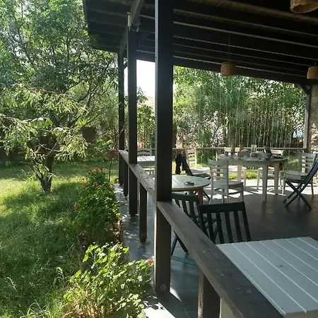 Orman Evi Sardunya Surfing *