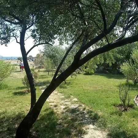 Orman Evi Sardunya Surfing