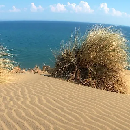 Orman Evi Sardunya Surfing İmroz